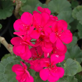 Plant Photo 10