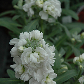 Plant Photo 7