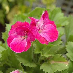 Plant Photo 9