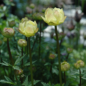 Plant Photo 2