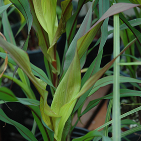 Plant Photo 10