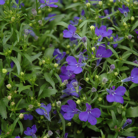 Plant Photo 8