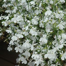 Plant Photo 6