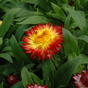 Plant Photo 1