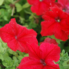Plant Photo 7