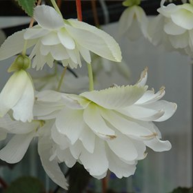 Plant Photo 2