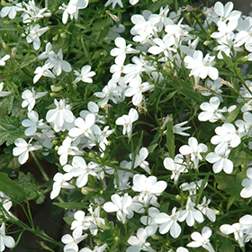 Plant Photo 6