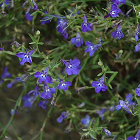 Plant Photo 3