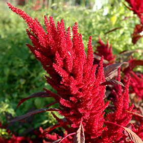 Plant Photo 5