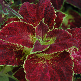 Plant Photo 5