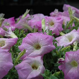 Plant Photo 10
