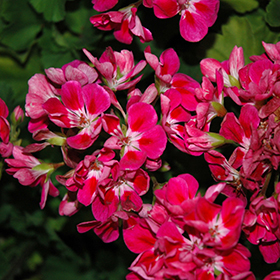 Plant Photo 7