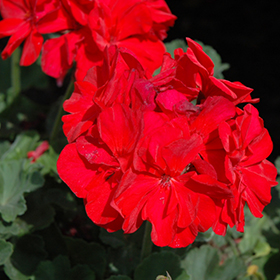Plant Photo 6