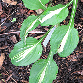 Plant Photo 4