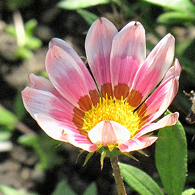 Plant Photo 10