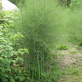 Plant Photo 6
