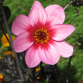 Plant Photo 7
