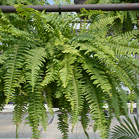 Plant Photo 1