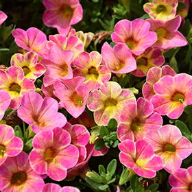 Plant Photo 4