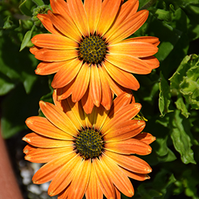 Plant Photo 6