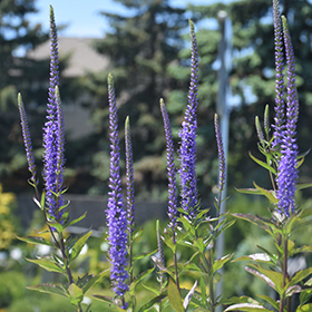 Plant Photo 7