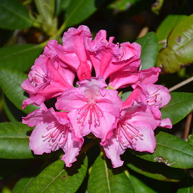 Plant Photo 7