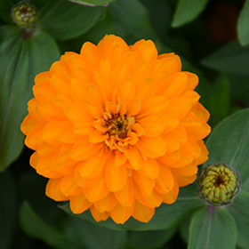 Plant Photo 8