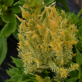 Plant Photo 10