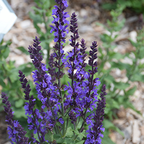 Plant Photo 3