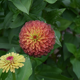 Plant Photo 6