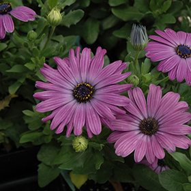 Plant Photo 7