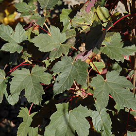 Plant Photo 6
