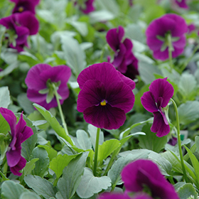 Plant Photo 1