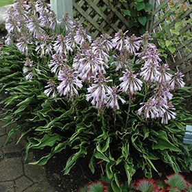 Plant Photo 2