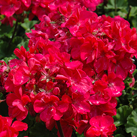Plant Photo 4