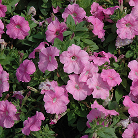 Plant Photo 9