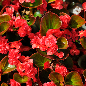 Plant Photo 4