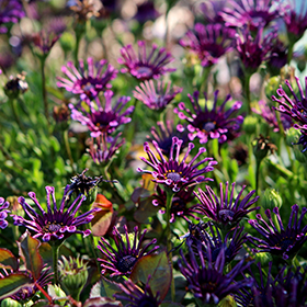 Plant Photo 2