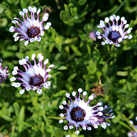 Plant Photo 10