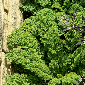 Plant Photo 10