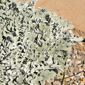 Plant Photo 1