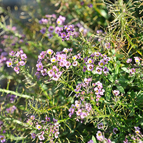 Plant Photo 2