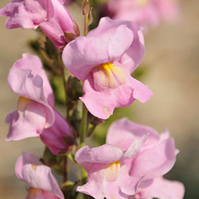 Plant Photo 6