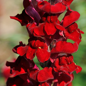 Plant Photo 8