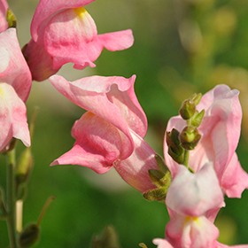 Plant Photo 9
