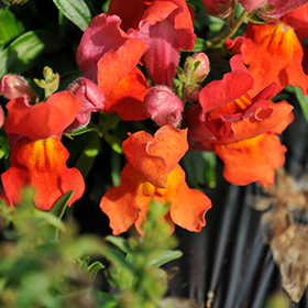 Plant Photo 8