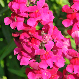 Plant Photo 4