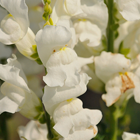 Plant Photo 10