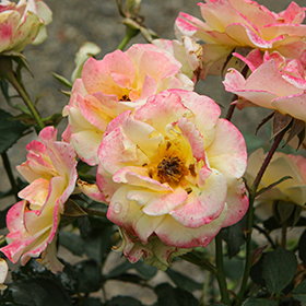 Plant Photo 1