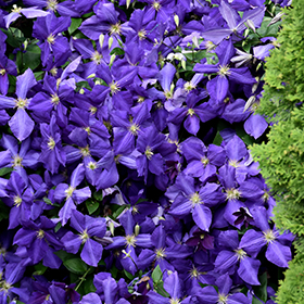 Plant Photo 6